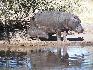 04   hippo.jpg